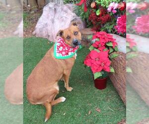 Black Mouth Cur-Unknown Mix Dogs for adoption in Oklahoma City, OK, USA