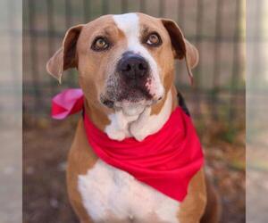 American Staffordshire Terrier-Unknown Mix Dogs for adoption in San Antonio, TX, USA