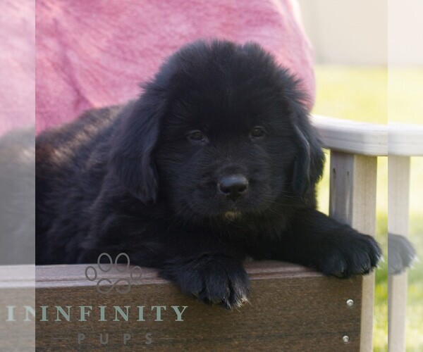 Medium Photo #2 Newfoundland Puppy For Sale in KINZERS, PA, USA