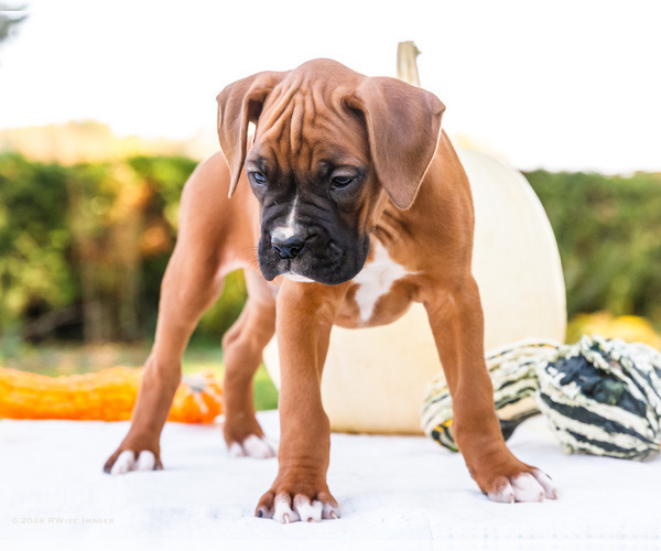 Medium Photo #6 Boxer Puppy For Sale in WAKARUSA, IN, USA