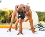 Small Photo #7 Boxer Puppy For Sale in WAKARUSA, IN, USA