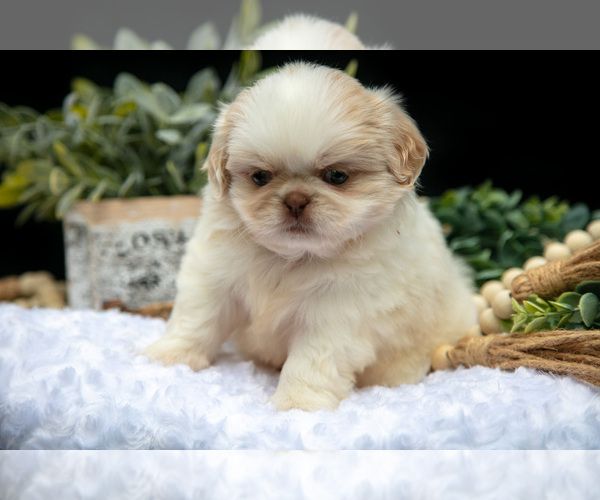 Medium Photo #4 Shih Tzu Puppy For Sale in CLARE, MI, USA