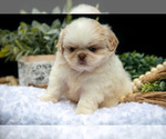 Small #3 Shih Tzu