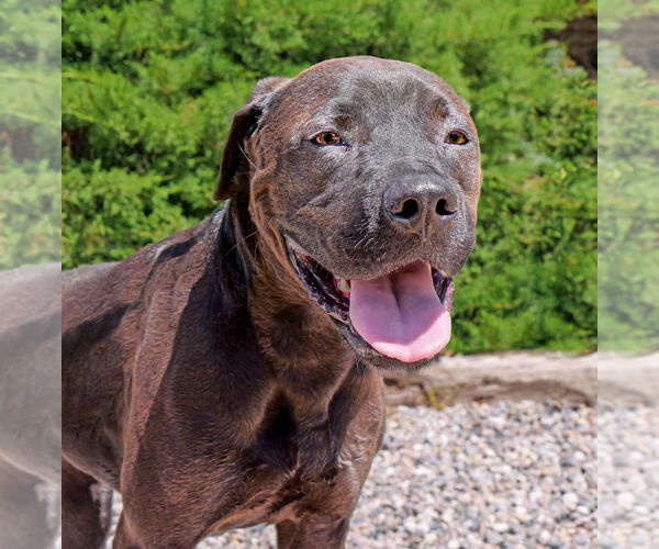 Medium Photo #3 Labrador Retriever-Plott Hound Mix Puppy For Sale in Albuquerque, NM, USA