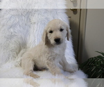 Small Photo #2 Golden Retriever Puppy For Sale in SHILOH, OH, USA