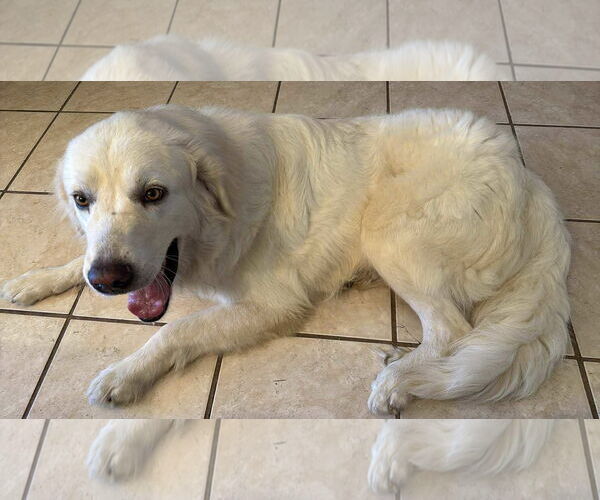 Medium Photo #2 Great Pyrenees Puppy For Sale in Houston, TX, USA