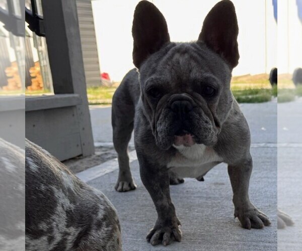 Medium Photo #1 French Bulldog Puppy For Sale in EVERGREEN PARK, IL, USA