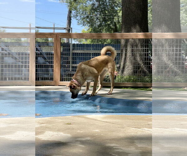 Medium Photo #2 Chowweiler Puppy For Sale in Leavenworth, KS, USA