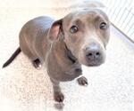 Small #1 Mutt