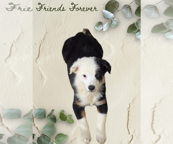 Medium Photo #1 Australian Shepherd Puppy For Sale in SYLVA, NC, USA