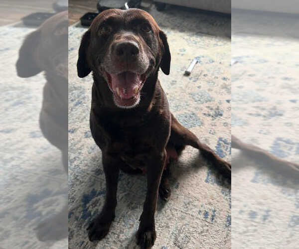 Medium Photo #1 Labrador Retriever Puppy For Sale in VANCOUVER, WA, USA