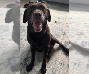 Mother of the Labrador Retriever puppies born on 08/30/2025