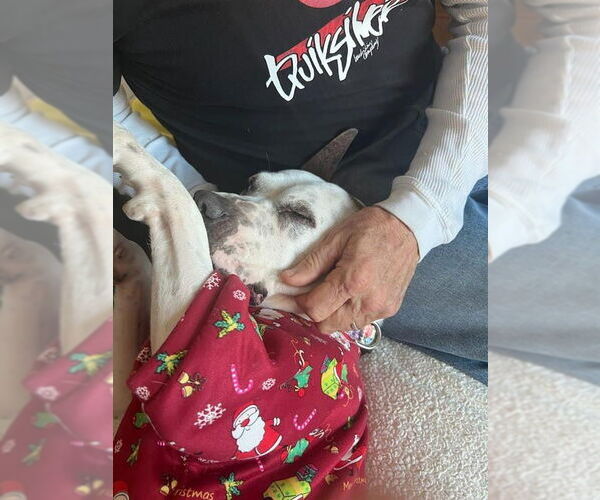 Medium Photo #2 Bulloxer Puppy For Sale in Lake Forest, CA, USA