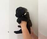 Small #2 Bernedoodle