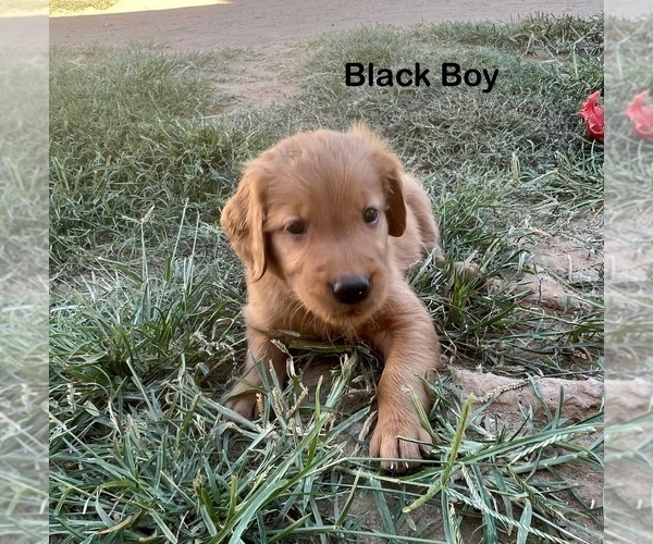 Medium Photo #8 Golden Retriever Puppy For Sale in FRESNO, CA, USA