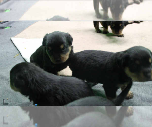 Medium Photo #8 Rottweiler Puppy For Sale in ROSEBURG, OR, USA