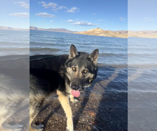 Medium Photo #1 German Shepherd Dog-Unknown Mix Puppy For Sale in Las Vegas, NV, USA