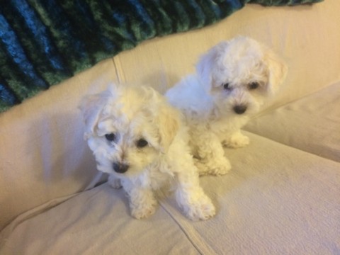View Ad: Bichon Frise Litter of Puppies for Sale near ...