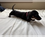 Puppy Black and Tan G Dachshund
