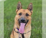 Small #2 German Shepherd Dog Mix
