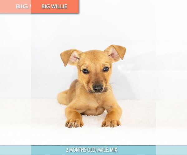 Medium Photo #3 Chihuahua Puppy For Sale in Studio City, CA, USA