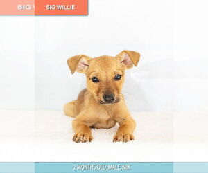 Big Willie - Male Chihuahua Dog for Adoption - Photo #3
