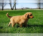 Small Photo #1 Golden Retriever Puppy For Sale in LUBLIN, WI, USA
