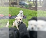 Small #9 Labrador Retriever