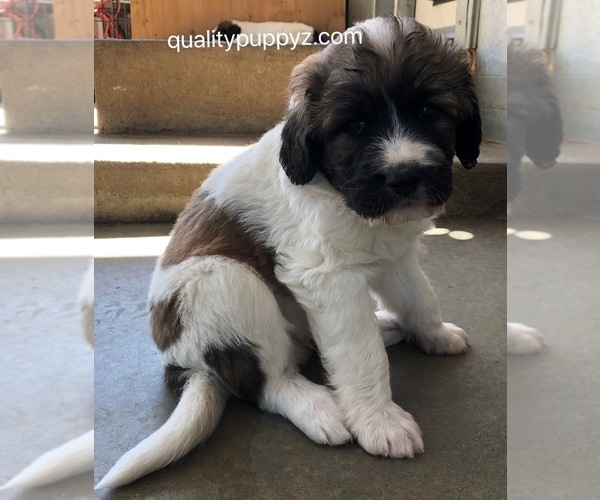Medium Photo #1 Pyredoodle Puppy For Sale in ANZA, CA, USA