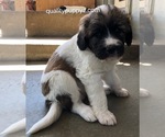 Puppy 1 Pyredoodle