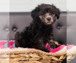 Small Photo #4 ShihPoo Puppy For Sale in CINCINNATI, OH, USA