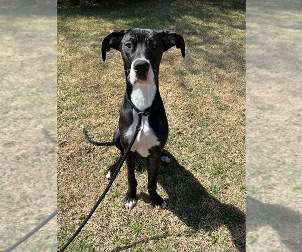 Medium Photo #1 Great Dane Puppy For Sale in Bullard, TX, USA