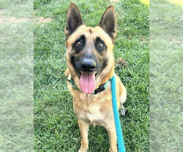 Medium Photo #1 German Shepherd Dog Puppy For Sale in Sacramento, CA, USA