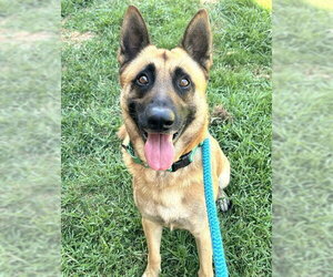 German Shepherd Dog Dogs for adoption in Sacramento, CA, USA