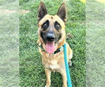 Small German Shepherd Dog