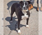 Small #3 Boxer Mix