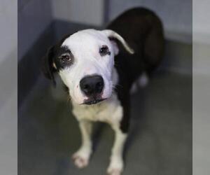 American Staffordshire Terrier-Unknown Mix Dogs for adoption in San Antonio, TX, USA