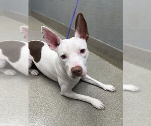 American Pit Bull Terrier-Unknown Mix Dogs for adoption in Las Vegas, NV, USA