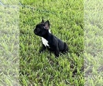 Small Photo #8 French Bulldog Puppy For Sale in AVON PARK, FL, USA
