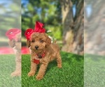 Small #2 Goldendoodle-Poodle (Toy) Mix