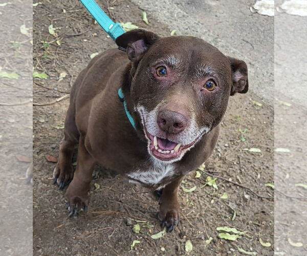 Medium Photo #8 American Pit Bull Terrier-Labrador Retriever Mix Puppy For Sale in Oakhurst, NJ, USA