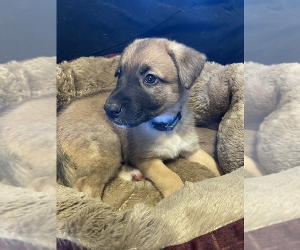 Medium Photo #1 Malinois Puppy For Sale in HARRISON, AR, USA
