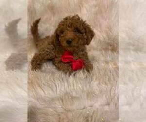 Goldendoodle-Poodle (Miniature) Mix Puppy for sale in INDIANAPOLIS, IN, USA
