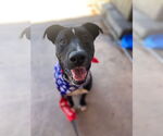 Small #1 Labrador Retriever Mix