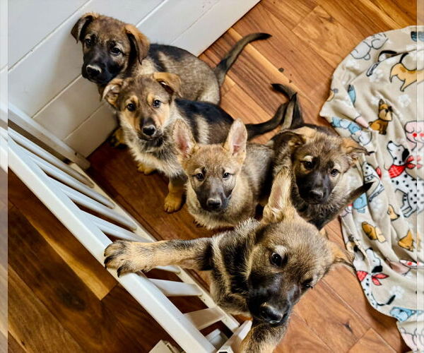 Medium Photo #17 German Shepherd Dog Puppy For Sale in Gretna, NE, USA