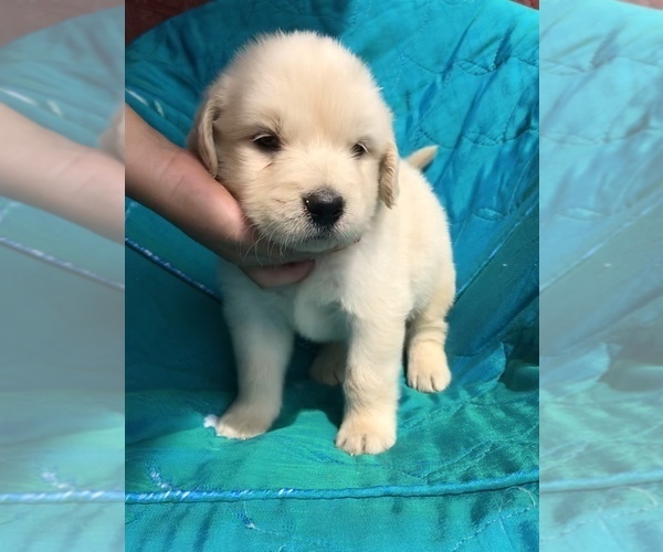 Medium Photo #13 Golden Retriever Puppy For Sale in WESTMINSTER, SC, USA