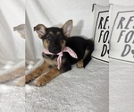 Small #1 German Shepherd Dog