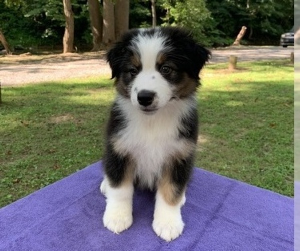 Medium Photo #1 Australian Shepherd Puppy For Sale in PARKTON, MD, USA
