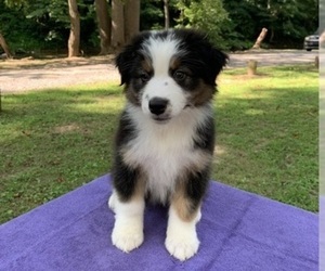 Australian Shepherd Puppy for sale in PARKTON, MD, USA