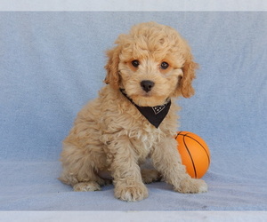 Cavapoo Puppy for sale in MILLERSBURG, OH, USA